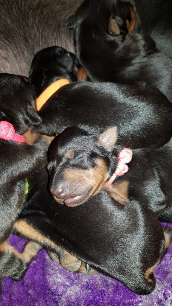 Manchester Terrier Blackthumb